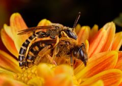 Apidae Halictinae